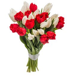 Букет из красных и белых тюльпанов