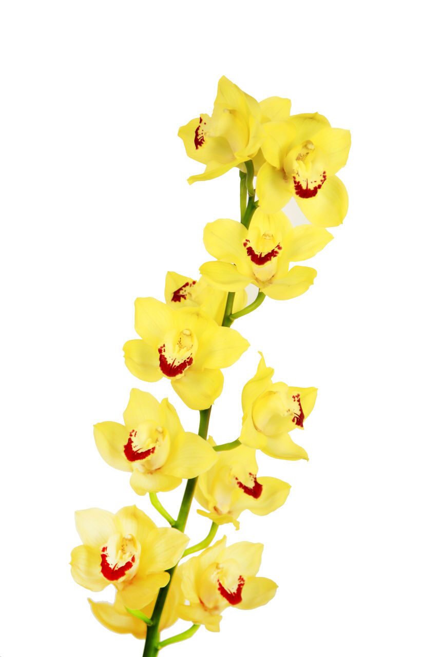 Орхидея Амадора желтая. Орхидея желтая с белой серединой. Орхидея желтая с малиновым крапом. Желтая орхидея в горшке
